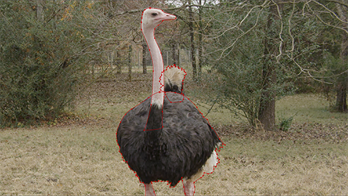 Our ostrich in its original environment