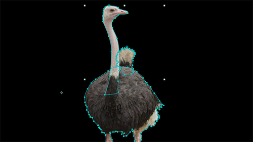 Our ostrich masked out from its original environment. An example of the rotoscoping process.