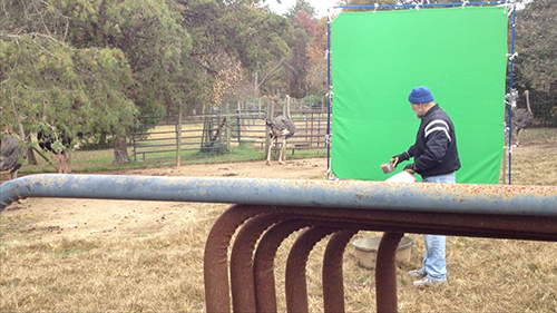 The owner of Bird Brain Ostrich Ranch tries to coax the birds in front of the green screen