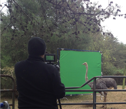 The rare occurrence of an ostrich in front of our green screen