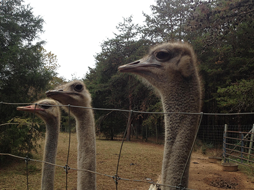 A selection of ostriches at Bird Brain Ostrich Ranch in Sherrills Ford, NC