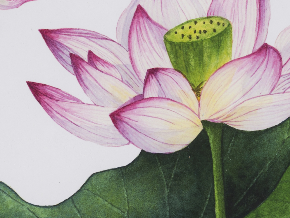 Indian Lotus