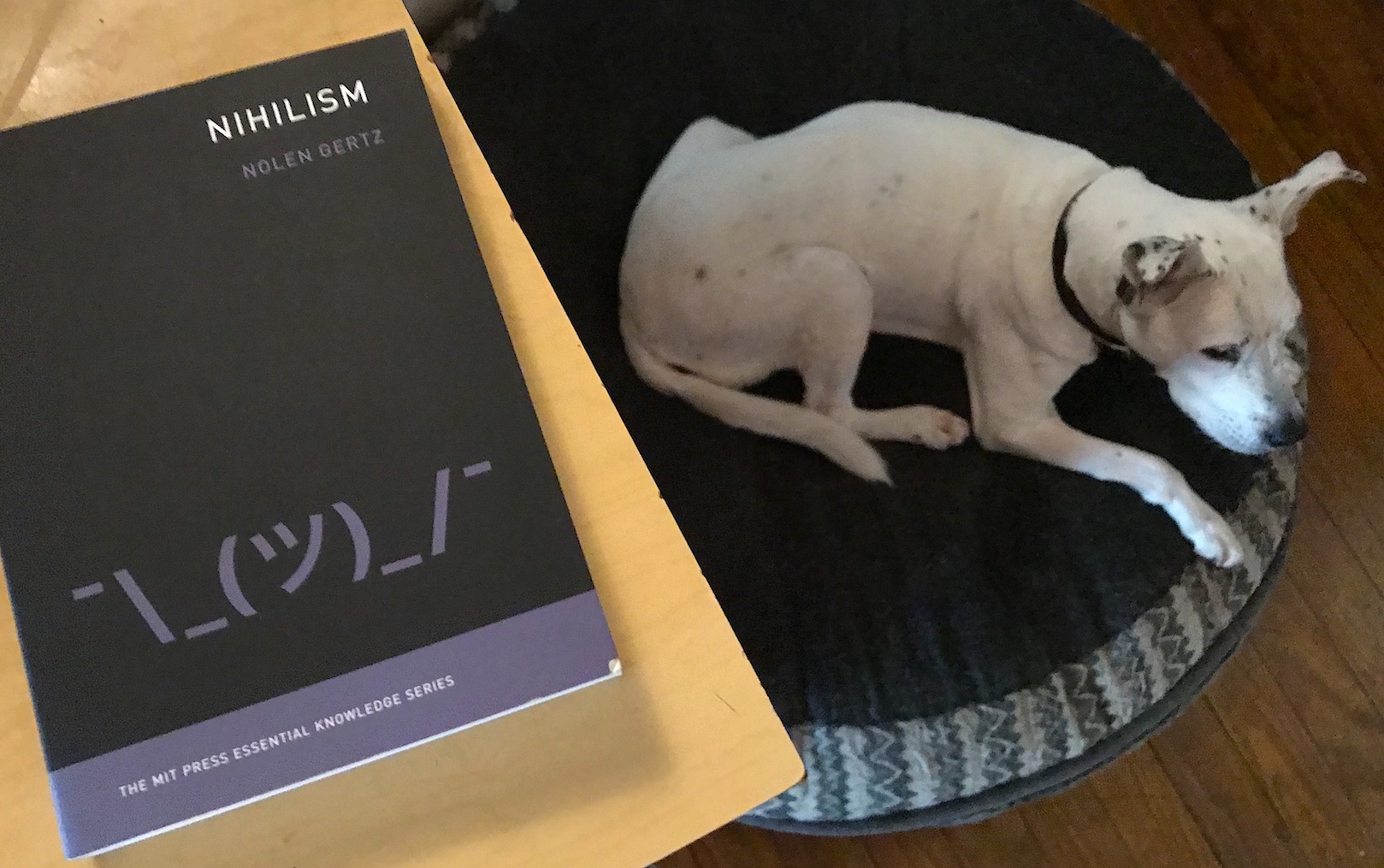 The book "Nihilism" sitting on a table near a dog.