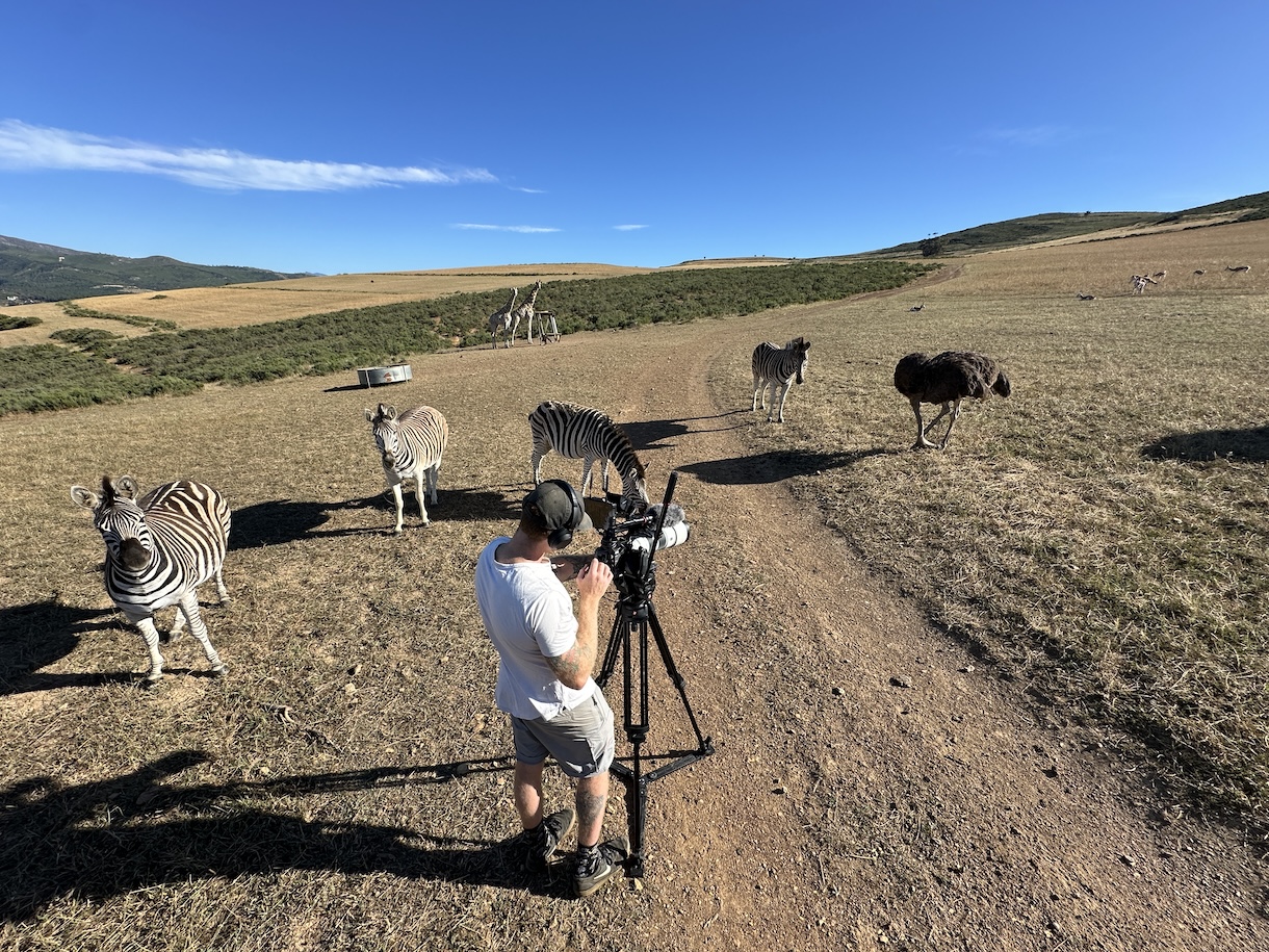 Cornellskop BTS zebra