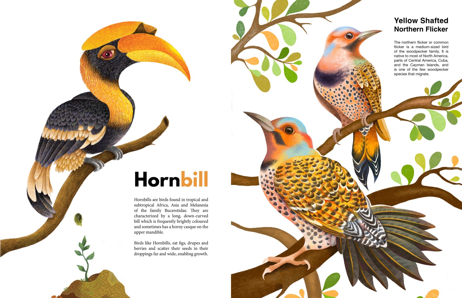 Anushua Hornbill
