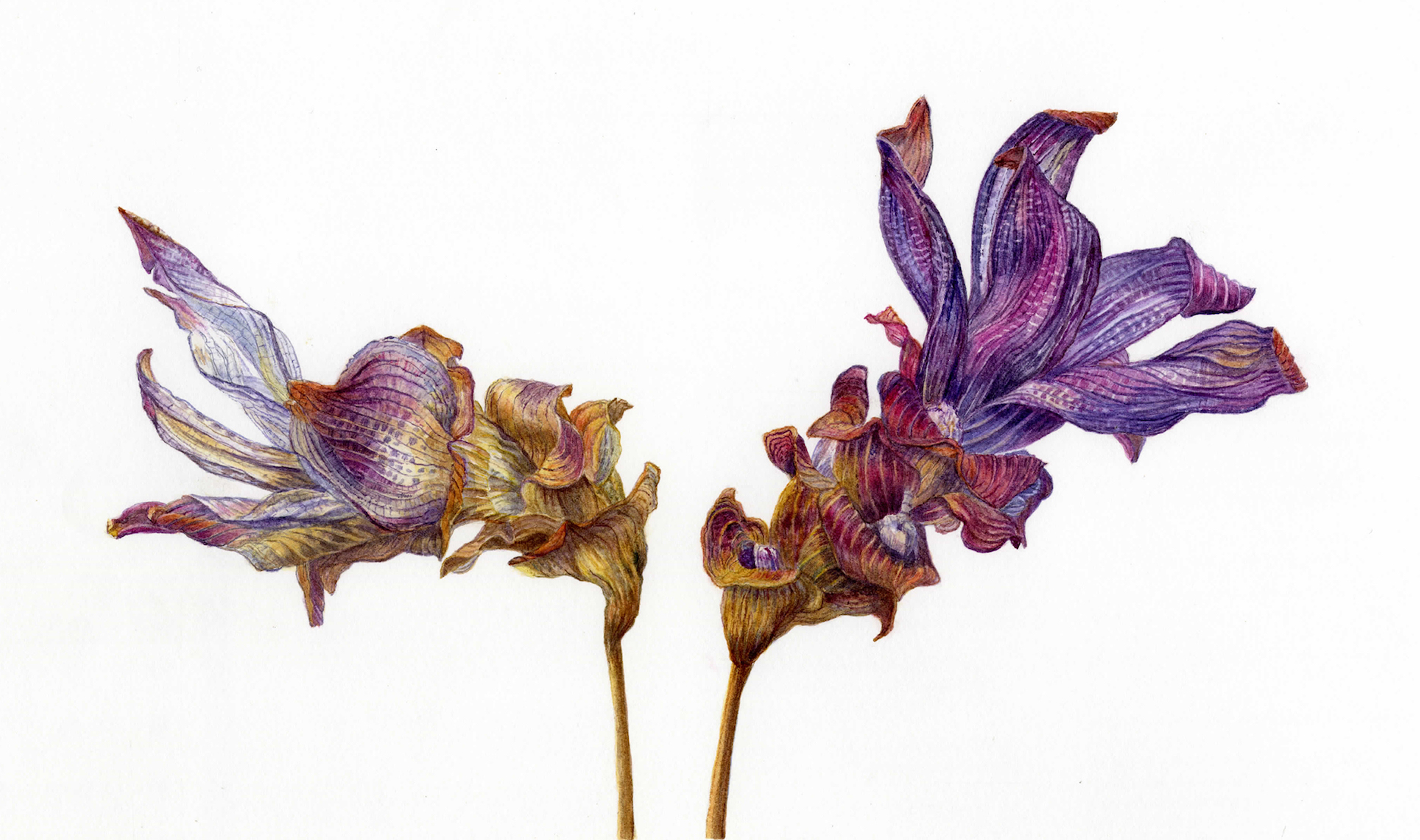 "Death with Dignity" (watercolor); curcuma flower.