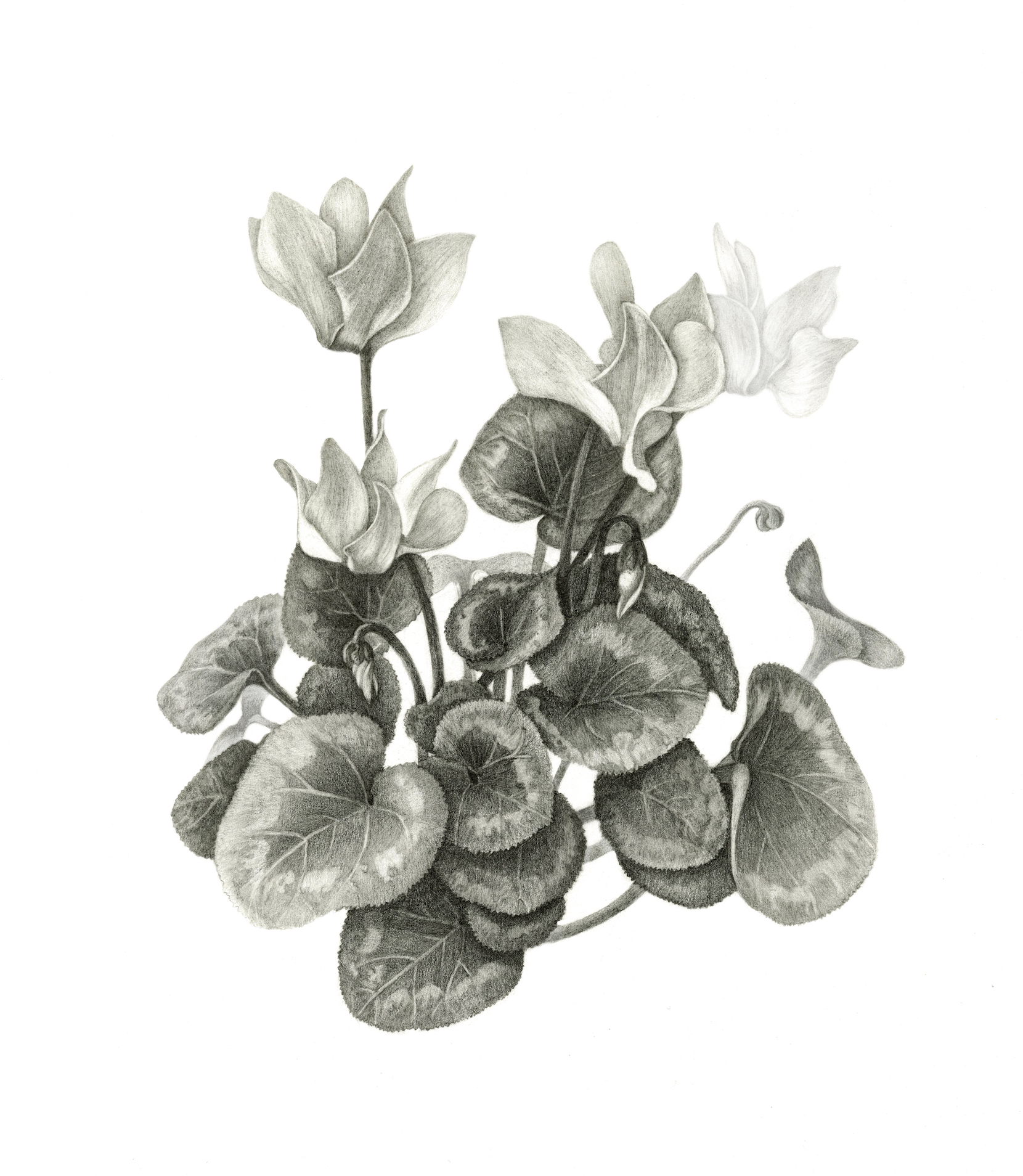 Cyclamen, pencil on paper, 10" x 14".