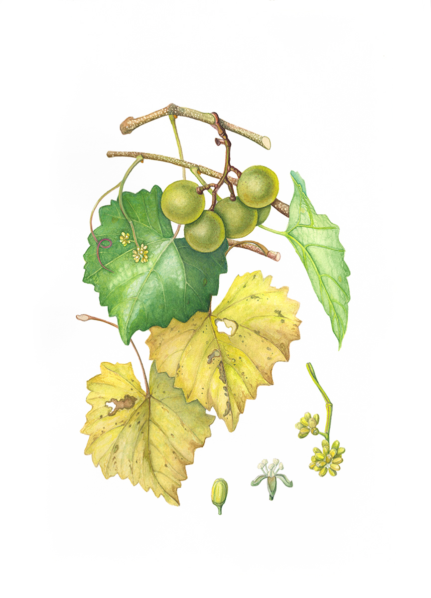 Vitis rotunidfolia, Scuppernog, watercolor on paper, 10" x 14".