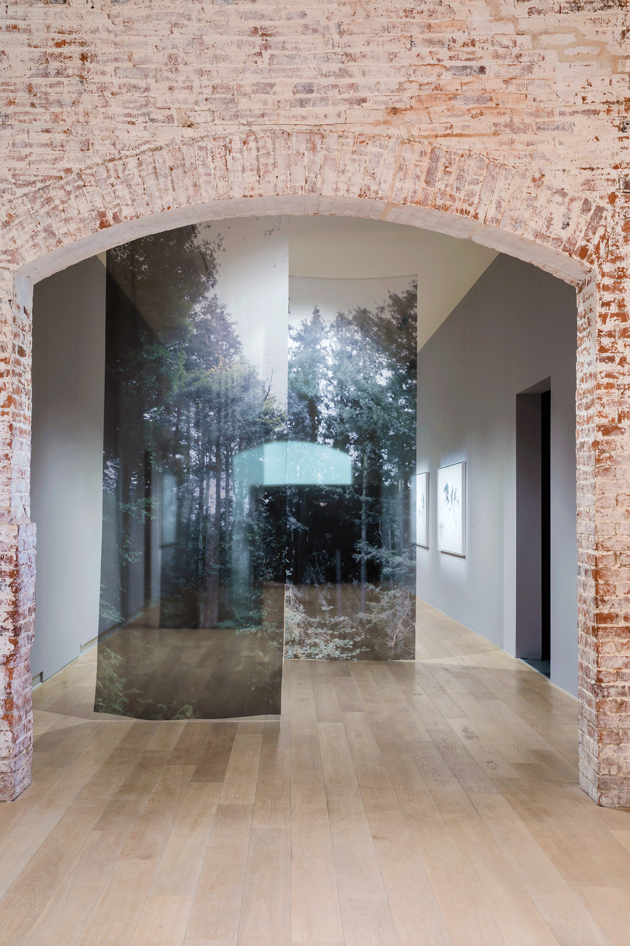 Long vertical chiffon panels printed with redwood hang in gallery