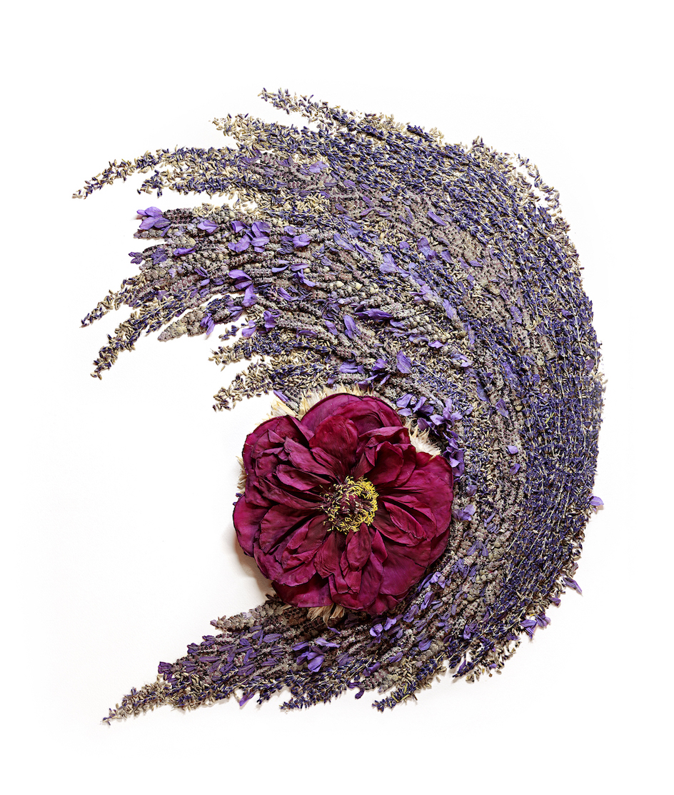 Emergence, lavender and pressed peony, 25" x 30", 2022.