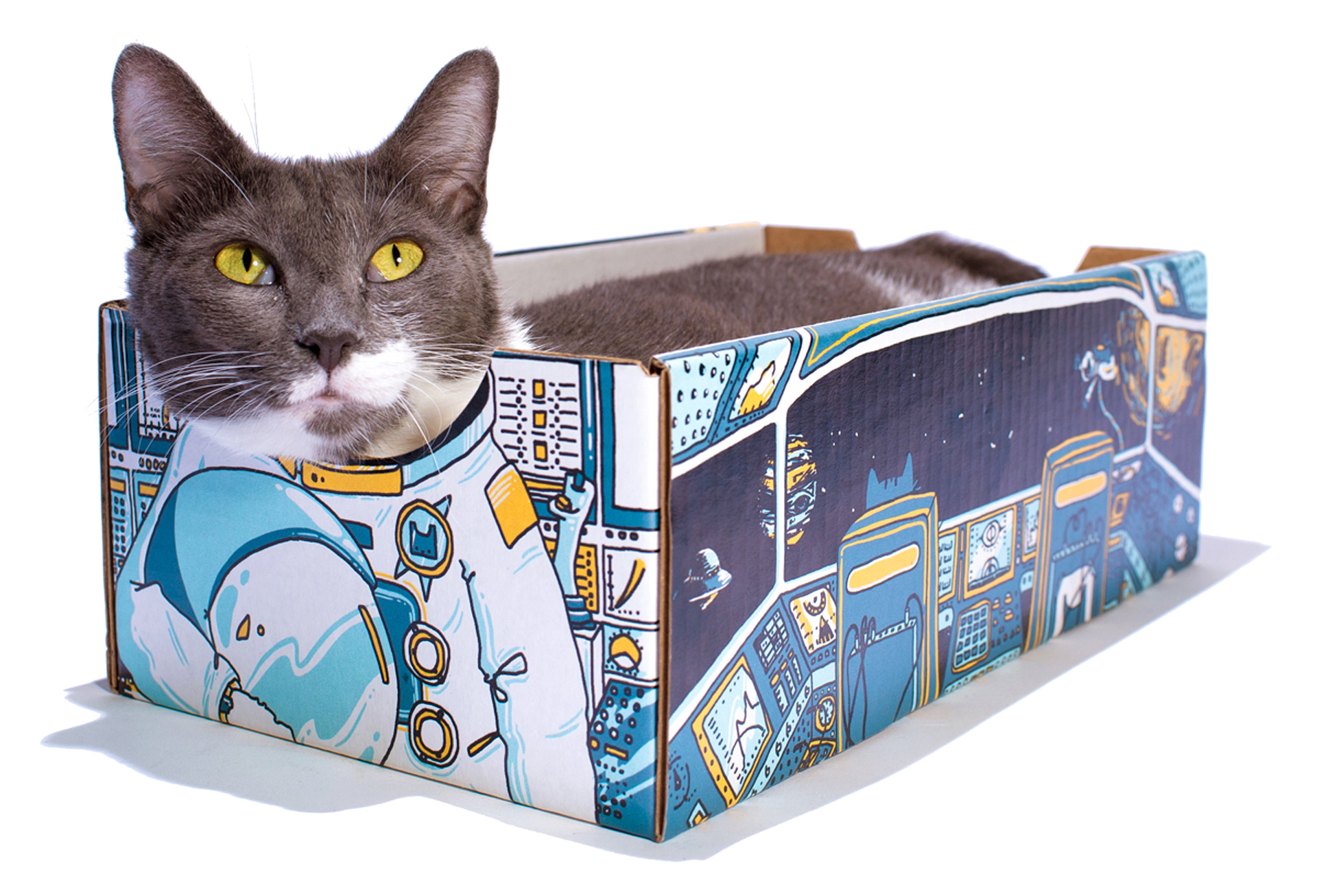 cat laying in illustrated box