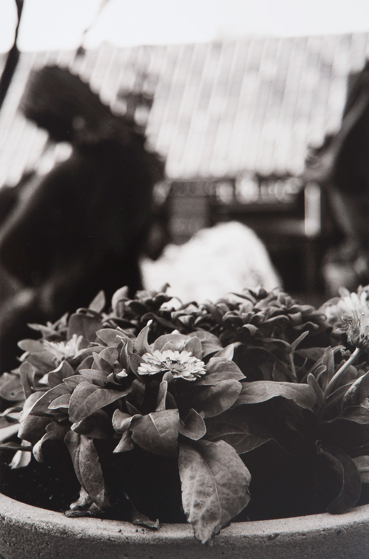 San Francisco Flower, Shaw Richardson, Scholarship Gala 2014