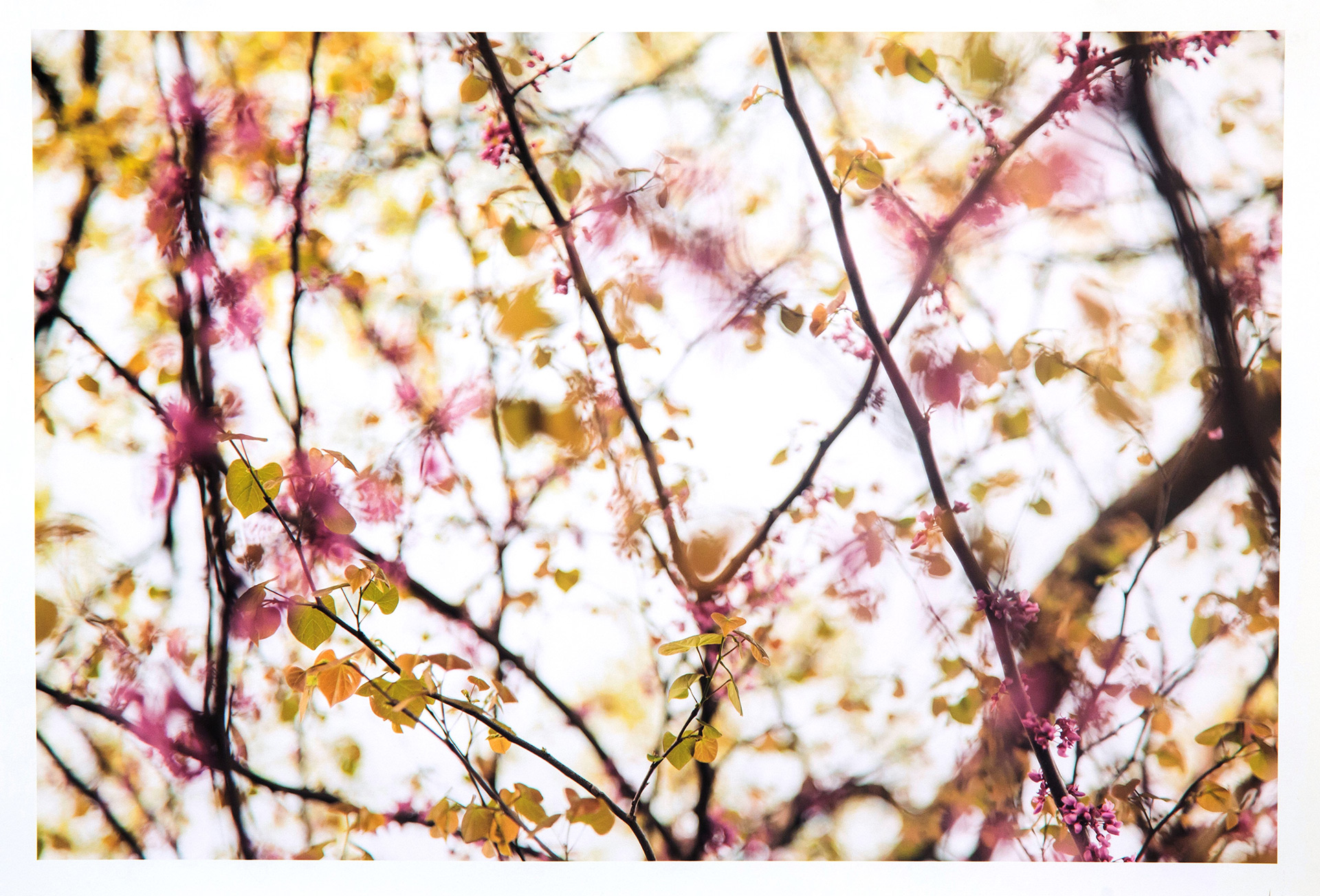 Jordan Bailey, photography, A Kind of Pollock