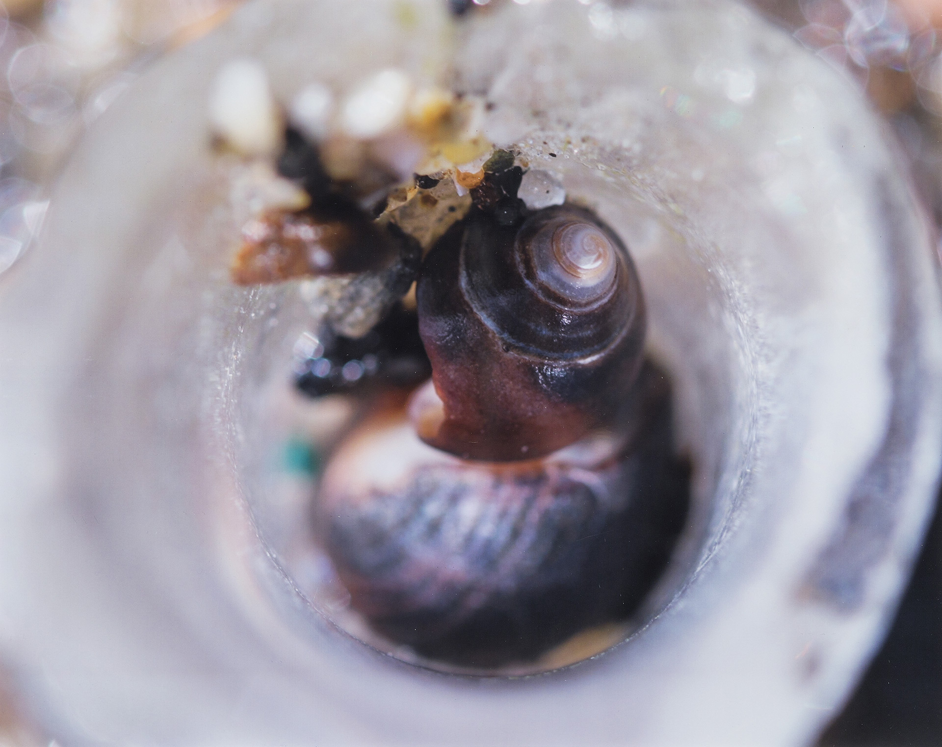 Patricia Burkard, photography, Still Life at Mackerel Cove