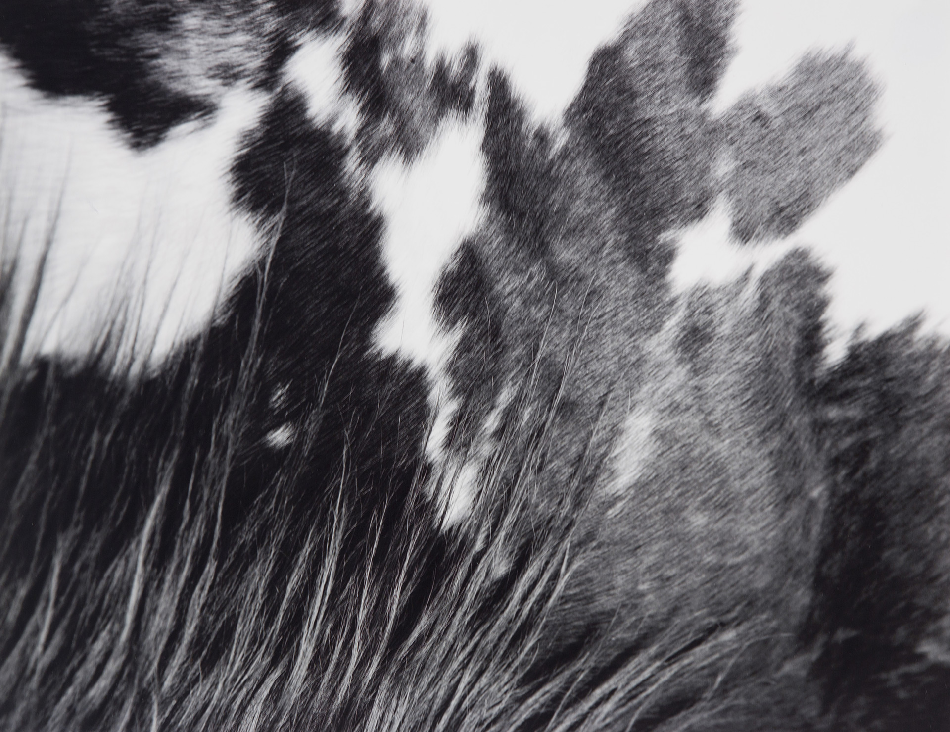 Amy Ploss, photography, Equus Caballus