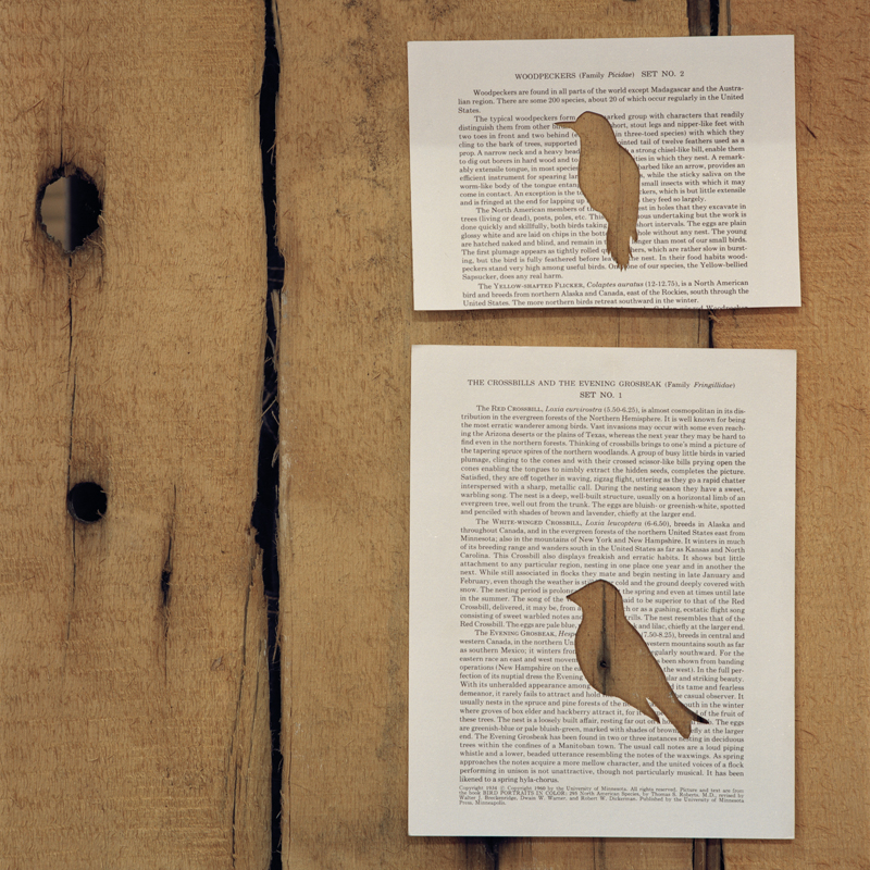Book pages with bird cut-outs hang on a wooden wall