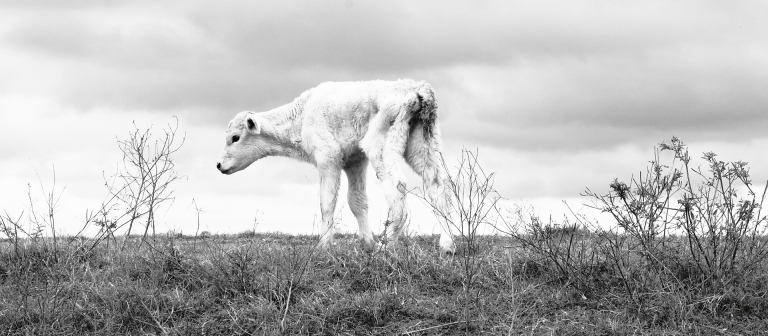 Marcus Kenney, "Parish Line," 2011.
