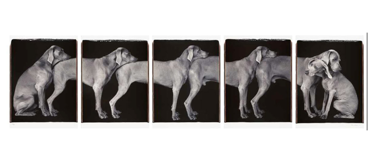 Signature image for Dog Show exhibition