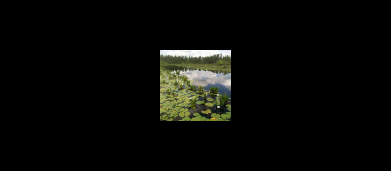 Krisitne K. Stevens, Okefenokee Swamp prairie