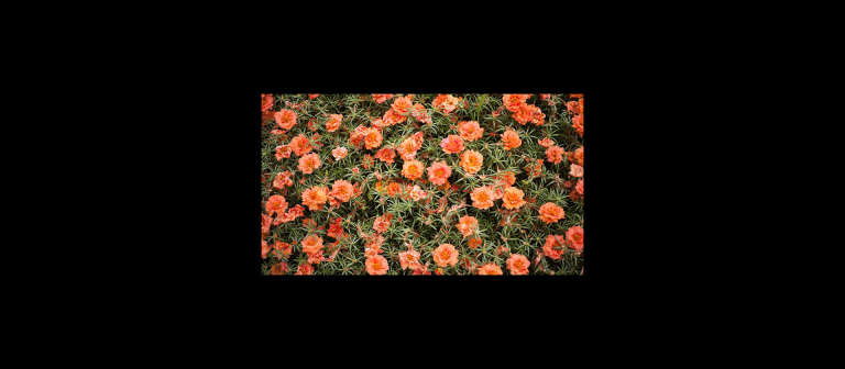 Melissa Spitz, photography