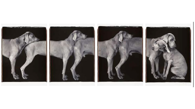 Signature image for Dog Show exhibition