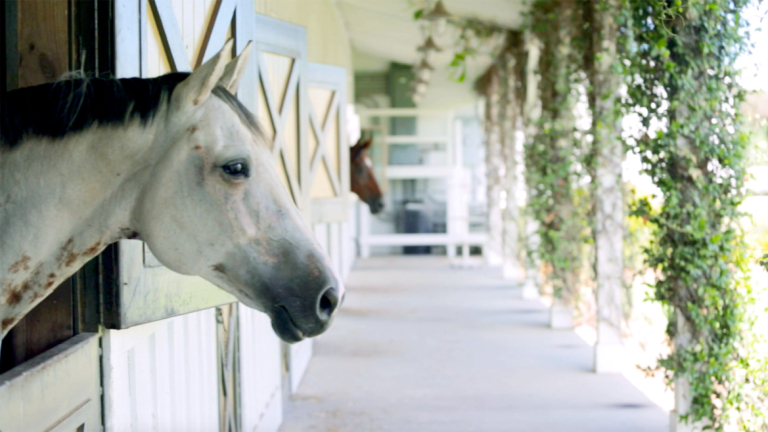 Play "SCAD equestrian studies" video