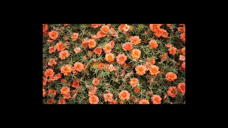 Melissa Spitz, photography