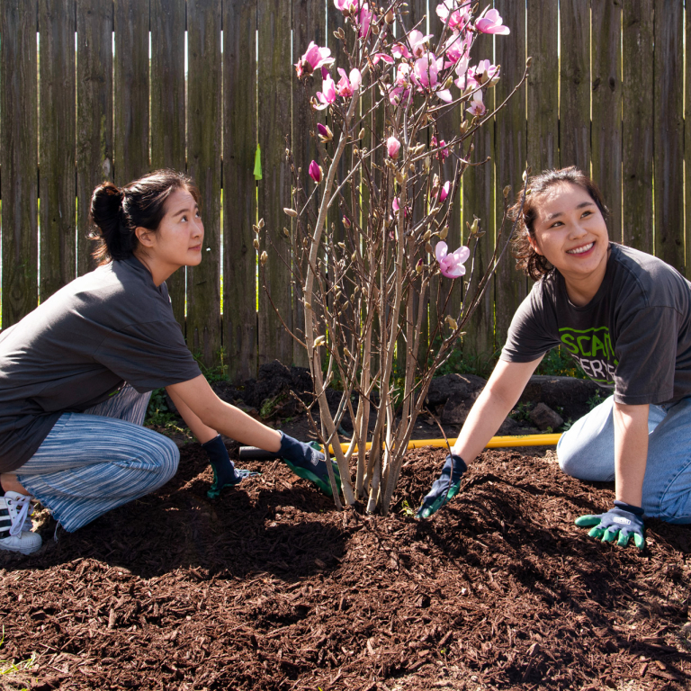 SCAD SERVE volunteers plant a tree
