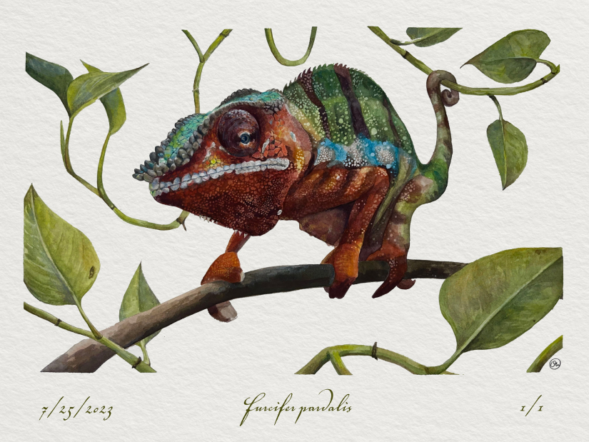 Illustration titled "Chameleon" by Olivia Williams.