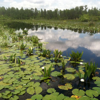Krisitne K. Stevens, Okefenokee Swamp prairie